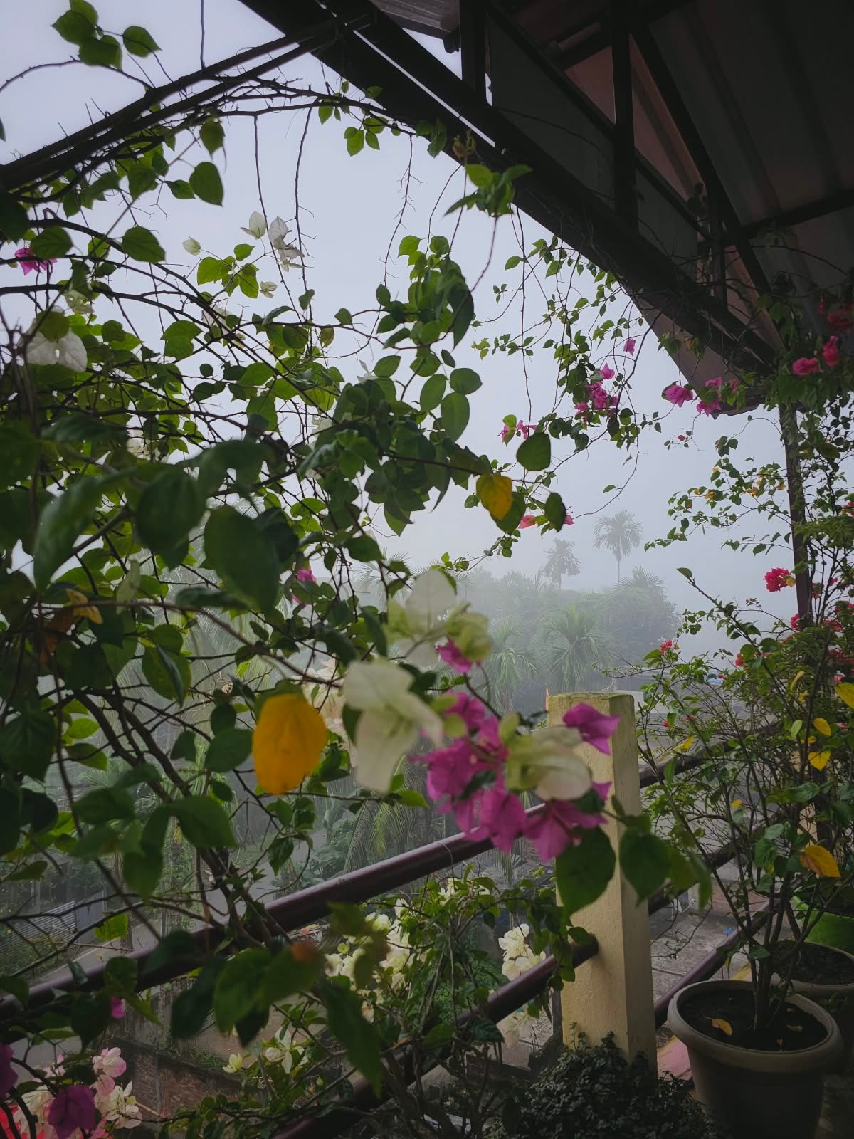Swarna's Homestay — bougainvillea on balcony railing on a misty morning, Assam