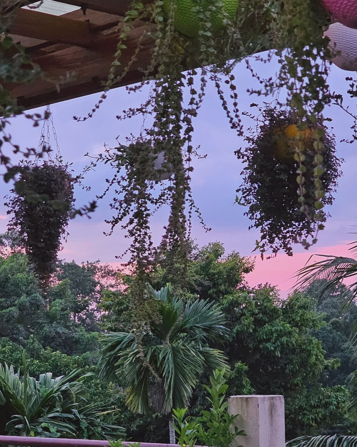Swarna's Homestay — hanging plants on terrace against a pink-purple sunset sky, Assam
