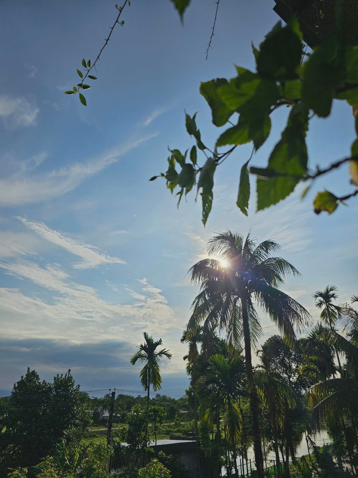 Swarna's Homestay — palm trees with sunlight filtering through leaves, Assam landscape