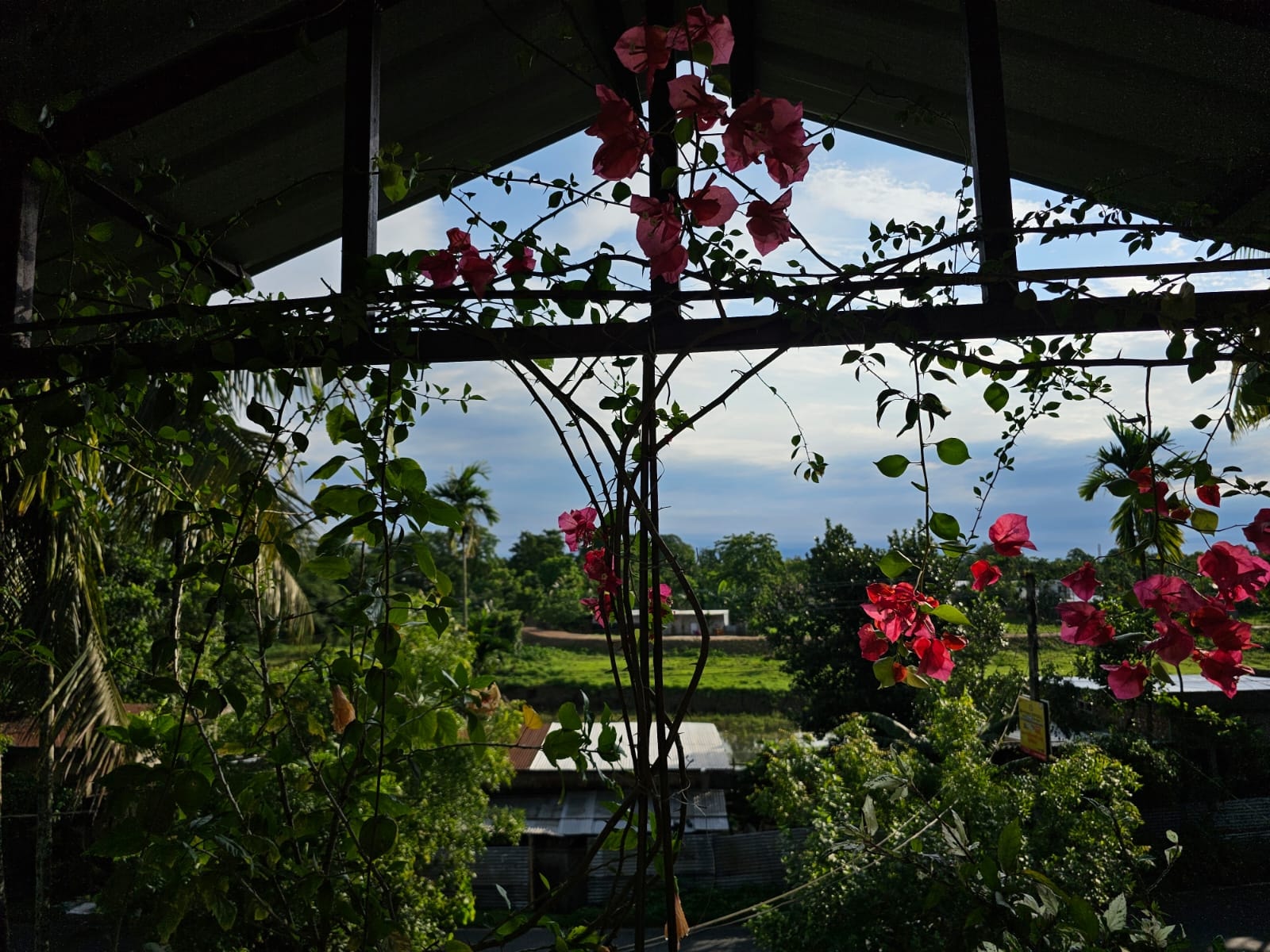 Swarna's Homestay — pergola framed by bougainvillea with paddy field view, Assam