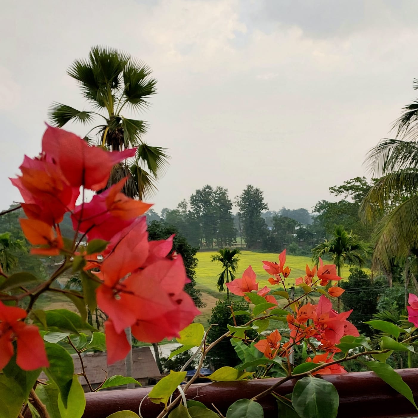 Swarna's Homestay — red bougainvillea blooms with golden rice fields of Assam in background