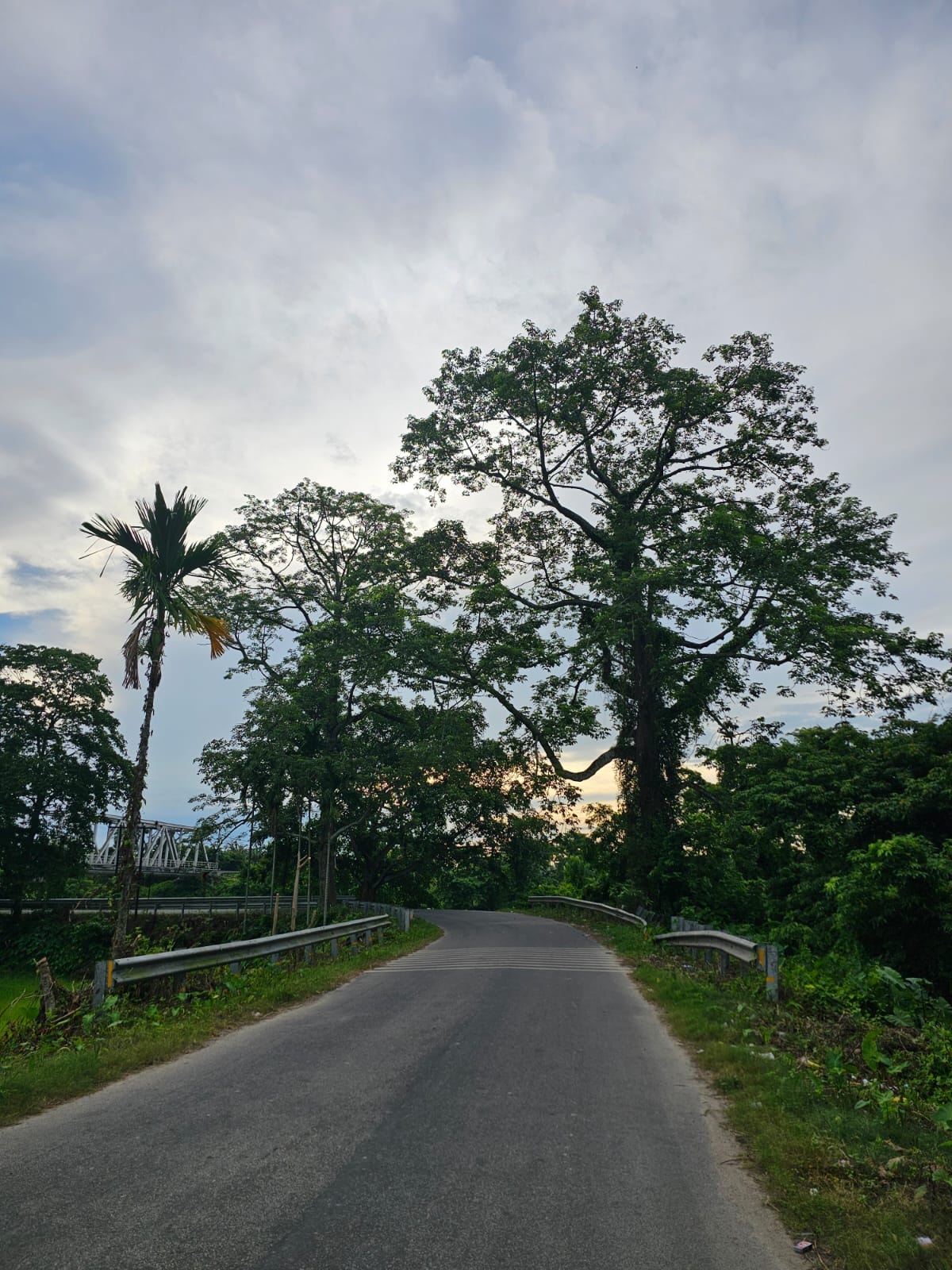 Swarna's Homestay — scenic road with ancient tree and bridge, Assam countryside